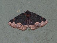 Horrid Zale Moth